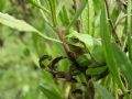 Hyla savignyi