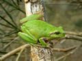 Hyla meridionalis