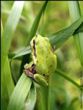 Hyla intermedia