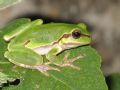 Hyla arborea