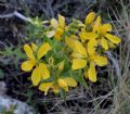 Hypericum perfoliatum