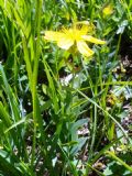 Hypericum richeri