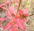 Hypericum perfoliatum