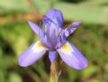 Moraea sisyrinchium