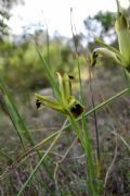 Iris tuberosa