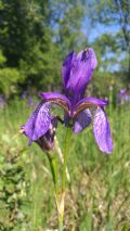 Iris sibirica