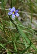 Sisyrinchium montanum