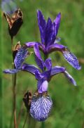 Iris sibirica