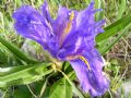 Iris planifolia