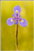 Moraea sisyrinchium