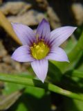 Romulea ramiflora