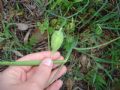 Iris tuberosa