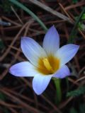 Romulea bulbocodium