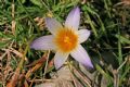 Romulea bulbocodium