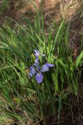 Iris unguicularis