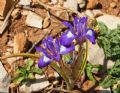 Moraea sisyrinchium