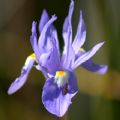 Moraea sisyrinchium