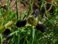 Iris tuberosa