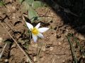 Romulea bulbocodium