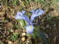 Iris planifolia