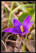 Romulea linaresii