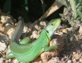 Lacerta viridis