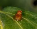 Sapromyza quadripunctata