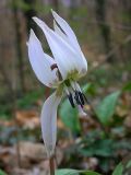 Erythronium dens-canis