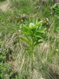 Lilium martagon