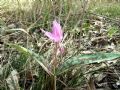 Erythronium dens-canis