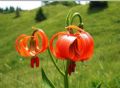 Lilium carniolicum