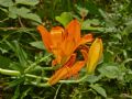 Lilium bulbiferum subsp. croceum