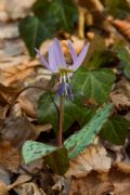 Erythronium dens-canis