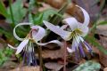 Erythronium dens-canis