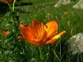 Lilium bulbiferum subsp. croceum