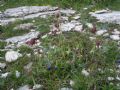 Fritillaria montana