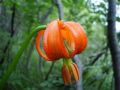 Lilium carniolicum