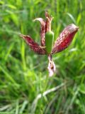 Fritillaria montana