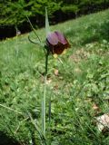 Fritillaria montana