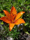 Lilium bulbiferum subsp. croceum.