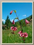 Lilium martagon