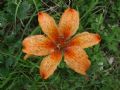 Lilium bulbiferum subsp. croceum