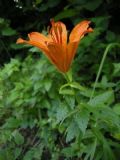 Lilium bulbiferum subsp. croceum