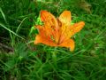 Lilium bulbiferum