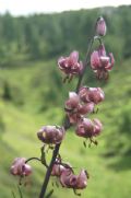 Lilium martagon