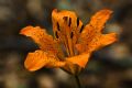 Lilium bulbiferum subsp. croceum