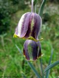 Fritillaria messanensis