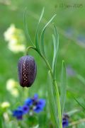 Fritillaria burnatii