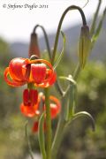 Lilium pomponium