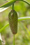 Fritillaria involucrata